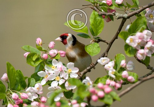 Goldfinch DM0778
